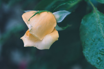 Close-up view of incredibly beautiful yellow rose in the garden. Natural background. Soft and vintage effect.