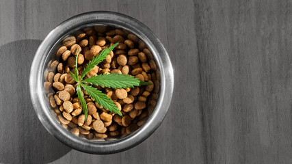 CBD Hemp Food delicacy for dogs and cats in dishes with green leaf of hemp close-up with copy space on black background with wood texture - CBD cannabis treats and medical marijuana for pets concept