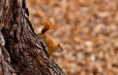 American red smallest squirrel. Wisconsin State Park.

