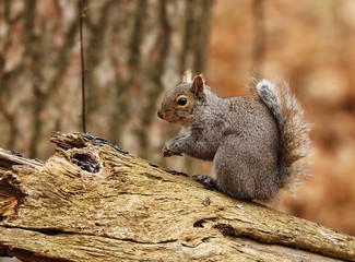 Eastern gray squirrel. Many juvenile squirrels die in the first year of life. Adult squirrels can have a lifespan of 5 to 10 years in the wild. Some can survive 10 to 20 years in captivity