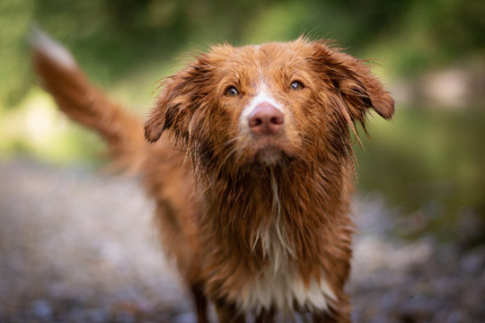 Nova Scotia Duck Tolling Retriever in the River