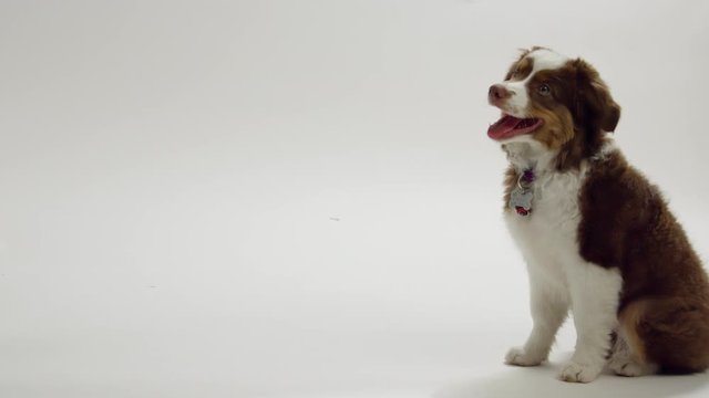 Australian shepherd puppy sitting down on white screen looking up towards owner - side profile