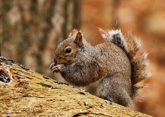 Eastern gray squirrel. Many juvenile squirrels die in the first year of life. Adult squirrels can have a lifespan of 5 to 10 years in the wild. Some can survive 10 to 20 years in captivity