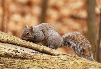 Eastern gray squirrel. Many juvenile squirrels die in the first year of life. Adult squirrels can have a lifespan of 5 to 10 years in the wild. Some can survive 10 to 20 years in captivity