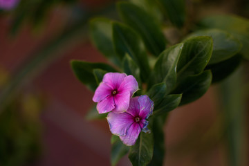 Pink flowers closeup with natural green leaves background