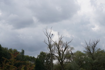 clouds in the forest