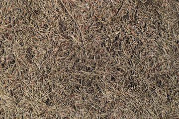 枯れ草の背景