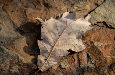 Brown winter leaf laying on grainy sandstone - Selective focus - Textury Background