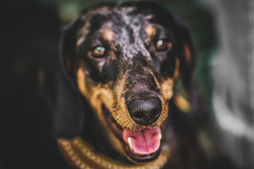 Dog dachshund close-up of eyes and nose