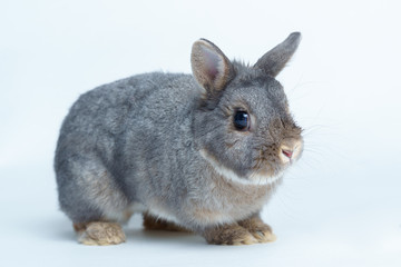 Easter bunny rabbit isolated on a white background