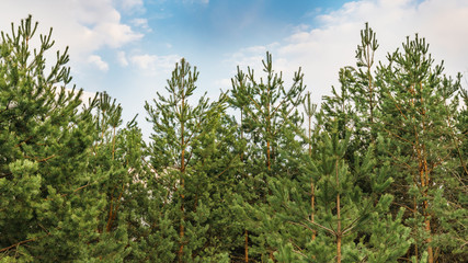 Fototapeta premium beautiful tops of fir trees against a blue sky 