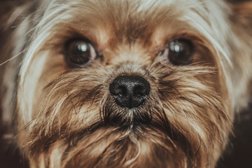 Dog Yorkshire Terrier close-up face