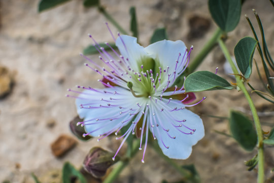A caper plant with a white, purple and green flower and a brown soil blurred background in Murcia, Spain