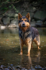 Bohemian Shepherd in the River