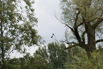 bird in the tree outdoor photography is also a good background 