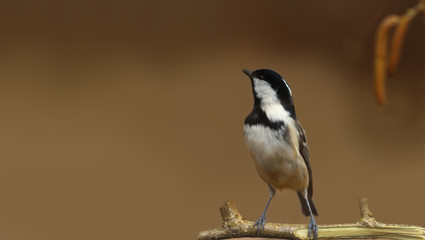 Obraz premium Little coal tit looks up at the sky standing on a branch on a brown blurry background