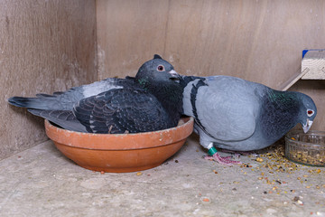 Breeding pair of racing pigeons in their box on the pigeon loft.