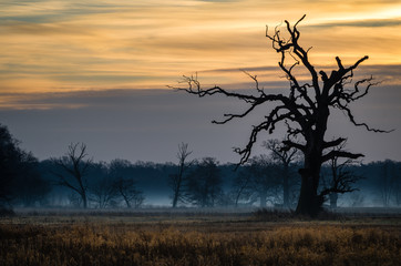 Stary dąb, Rogalin, Polska © Maciej