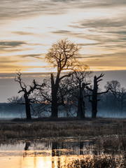 Skupisko starych dębów © Maciej