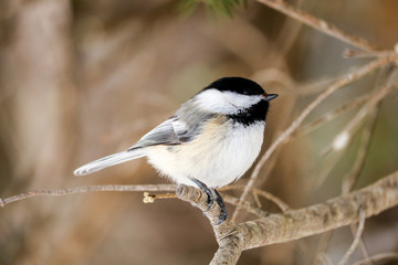 A black-capped-chickadee perched on a branch in Maine © lganz
