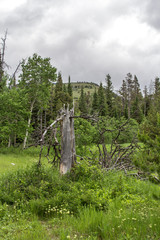 Bosque con Arbol cortado