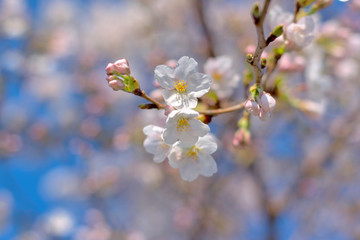 桜