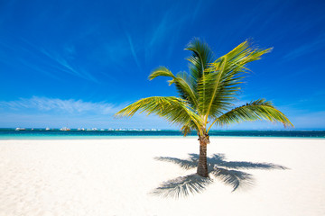 Lonely palm tree on a deserted beautiful beach with white sand and turquoise water. Yachts on the horizon. The best places in the world. amazing tropical background. Punta Cana, Dominican Republic