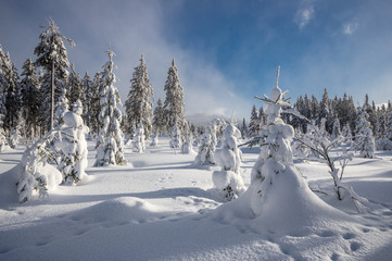 Przykryte czapami śniegu choinki w górach, Pec pod Śnieżką, Czechy