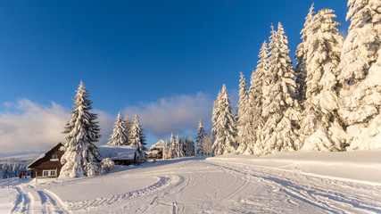 Pięknie ośnieżone choinki na tle błękitnego nieba, Pec pod Śnieżką, Czechy - obrazy, fototapety, plakaty