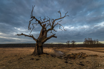 Resztki starego dębu © Maciej