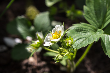 bright strawberry color