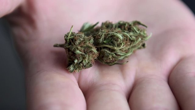 Man opens his fist and shows cannabis bud in his palm. Marijuana bud on man's palm close up. Shot for cannabis commecial ads usage.