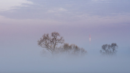 Drzewa w porannej mgle © Maciej