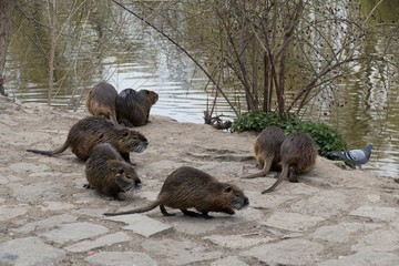 Naklejka premium nutria farm on a river