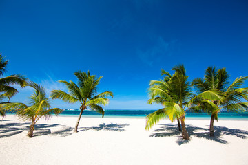 Beautiful tropical beach with white sand palm trees blue sky and turquoise water. Paradise island. Punta Cana Bavaro.