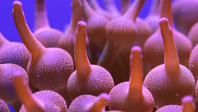 Amazing  fluorescent anemone rainbow detail in blue background - neon colors