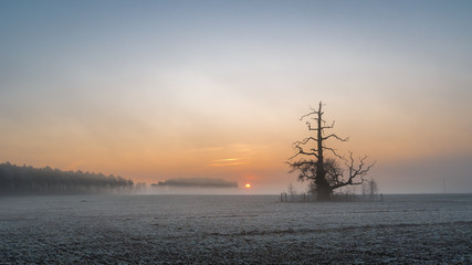 Wschód słońca, Rogalin, Polska © Maciej