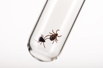 Ticks in a glass tube on a white isolated background. Detection of vectors of tick-borne encephalitis, borreliosis and other infections.