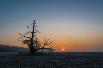 Wschód słońca, Rogalin, Polska © Maciej