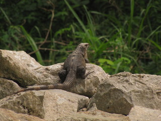 lizard on the rock