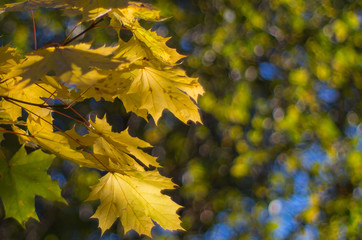 Jesienne złote liście w parku