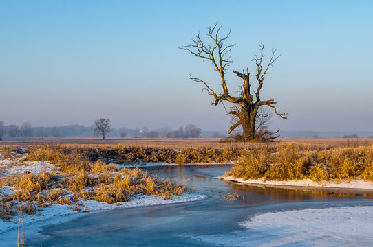 Stary dąb na rogalińskich łęgach
