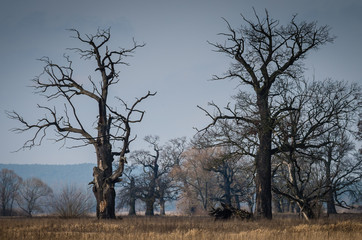 Dęby w Rogalinie, Polska © Maciej