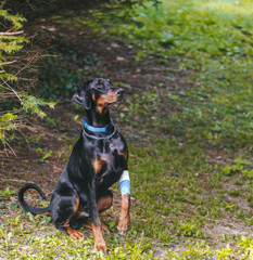 Black Doberman with wounded paw. 