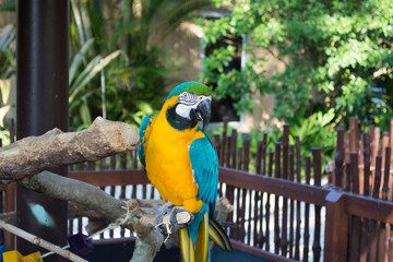 Parrot at the zoo
