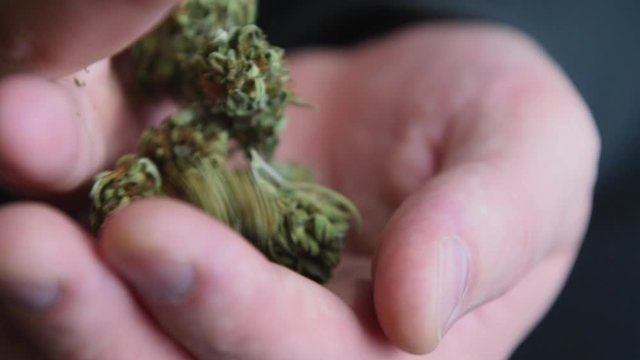 Man transfers several cannabis buds from palm to palm. Man holds several marijuana buds in his palm.