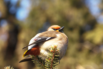 waxwing