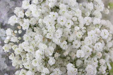White small flowers blooming Gypsophila. White flowers texture background. Close up Gypsophila flowers