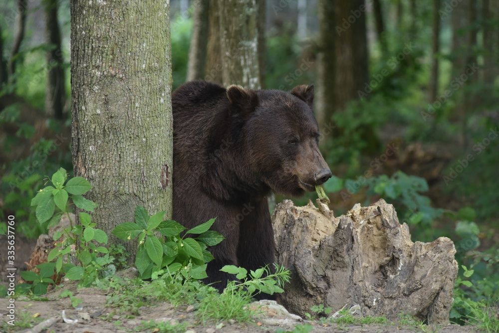 Wall mural a brown bear is seen in a forest at the bear sanctuary domazhyr near western-ukrainian city of lviv