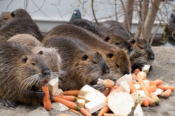 nutria farm on a river